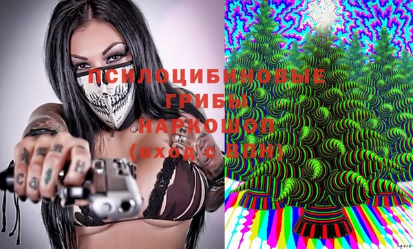 прущие грибы Гусиноозёрск